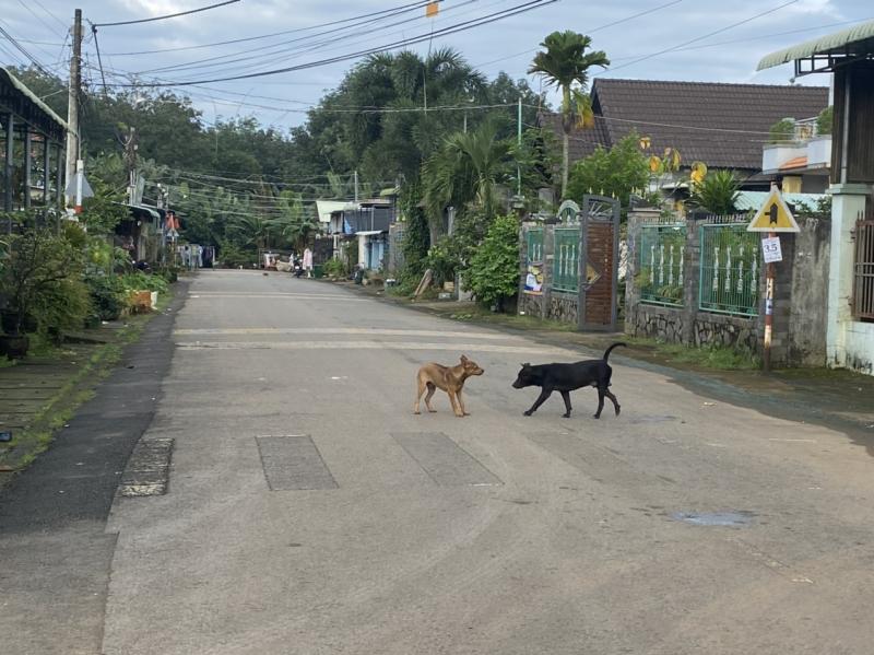 Nam thanh niên không uống được nước, không chịu được tiếng ồn và tử vong sau 20 ngày bị chó cắn- Ảnh 1.