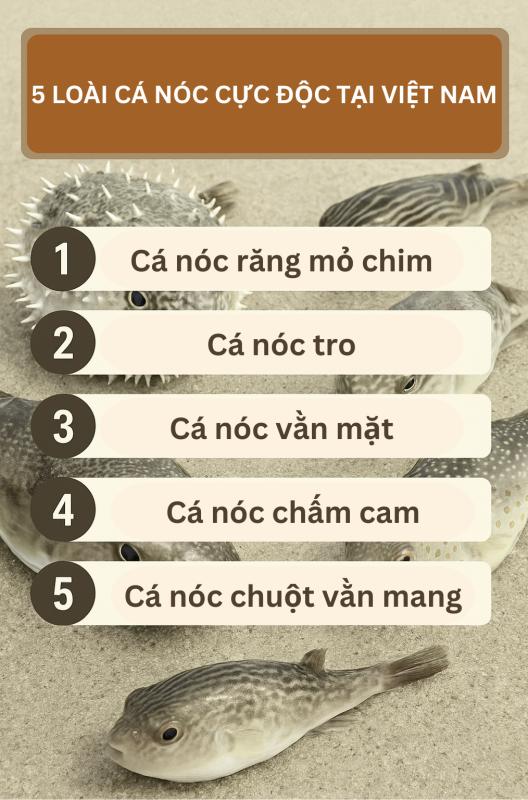 Loại cá chứa chất kịch độc khiến nhiều người rơi vào nguy kịch sau khi ăn: Cách nhận biết- Ảnh 4.