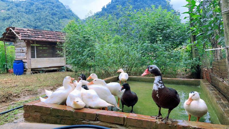 Cặp vợ chồng chi 3 tỷ xây nhà như cổ tích trên vùng núi Tuyên Quang: View triệu đô, 0 đồng rau củ- Ảnh 15.