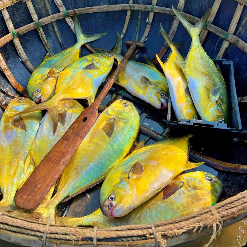 Loại cá "quý tộc” ngon nhất biển cả, giàu đạm gấp đôi trứng gà, ít chất béo xấu: Nấu cực đơn giản vẫn ngon tròn vị- Ảnh 1.