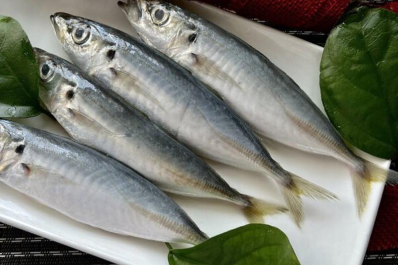 Loại cá bình dân nhiều protein gấp 6 lần sữa, nhiều omega-3 hơn cá hồi: Giảm mỡ máu, bổ tim- Ảnh 1.