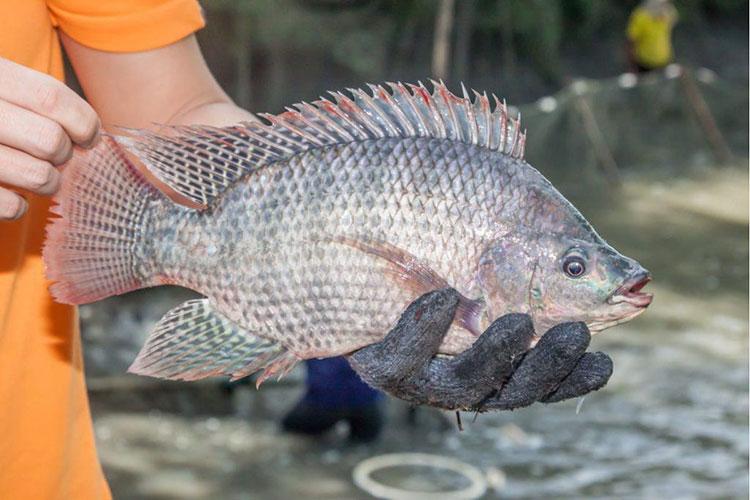 Người Mỹ thích mê loại cá "đại bổ" này của Việt Nam: Vừa ngọt thịt, ít xương lại giàu đạm, tốt ngang cá chép- Ảnh 1.
