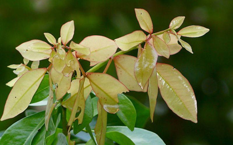 Loại lá dân dã bị quên lãng, nay khiến thực khách săn lùng vì vị ngon "lạ thường"- Ảnh 2.