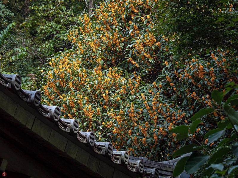 Sân nhà trồng 3 loại cây này: Càng trồng càng thấy nhà ấm, lộc về kín cổng- Ảnh 25.