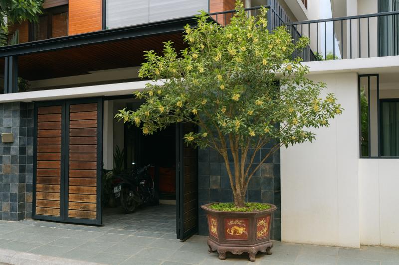 Sân nhà trồng 3 loại cây này: Càng trồng càng thấy nhà ấm, lộc về kín cổng- Ảnh 24.