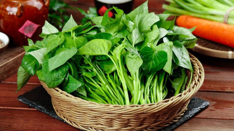 Đừng chỉ ăn củ, lá loại cây này quý như "nhân sâm người nghèo", ở quê rất nhiều bỏ qua quá phí- Ảnh 1.