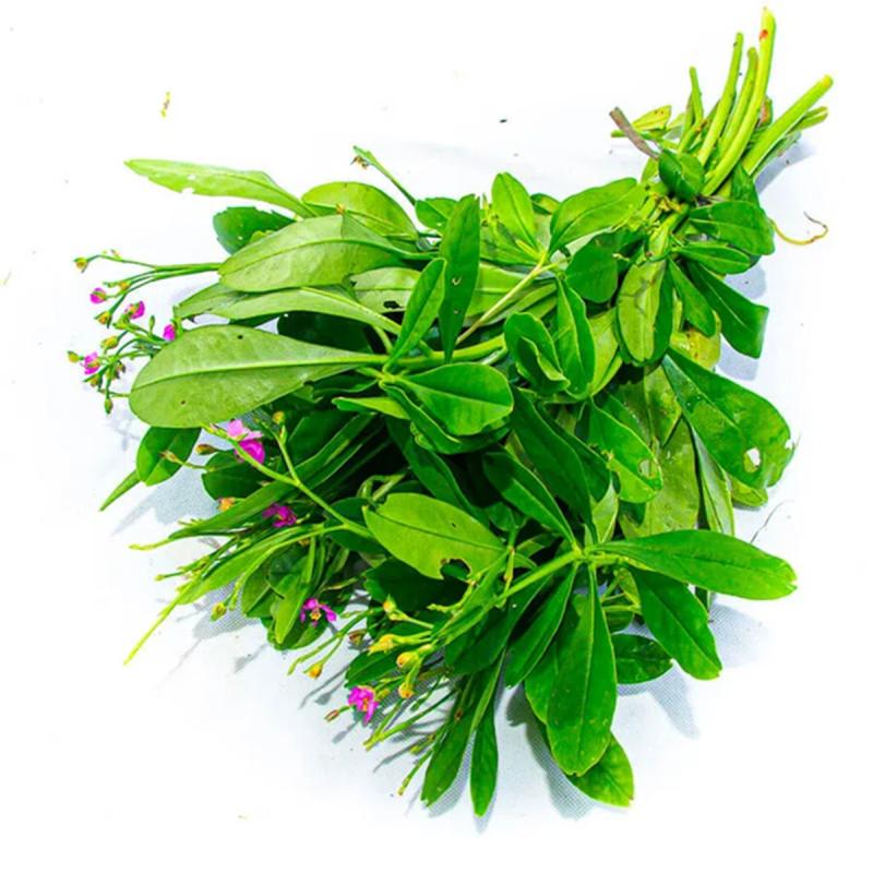 Đừng chỉ ăn củ, lá loài cây này quý như "nhân sâm người nghèo", mọc um tùm như cỏ dại- Ảnh 1.