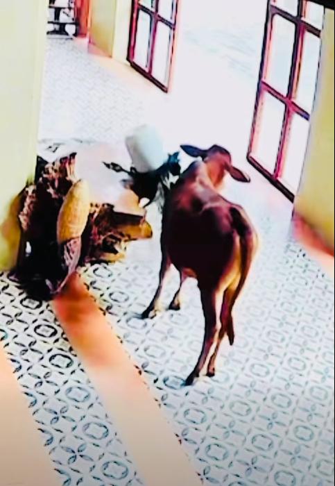Ngã ngửa với hình ảnh từ camera 