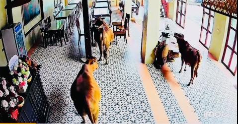 Ngã ngửa với hình ảnh từ camera 