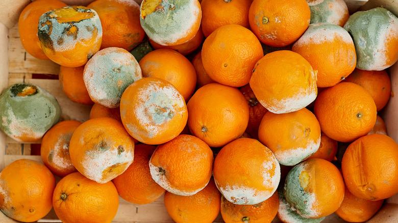 Giáo sư Mỹ tiết lộ 3 loại thực phẩm chứa độc tố, có thể gây ung thư: Nếu thấy phải vứt bỏ ngay!- Ảnh 2.