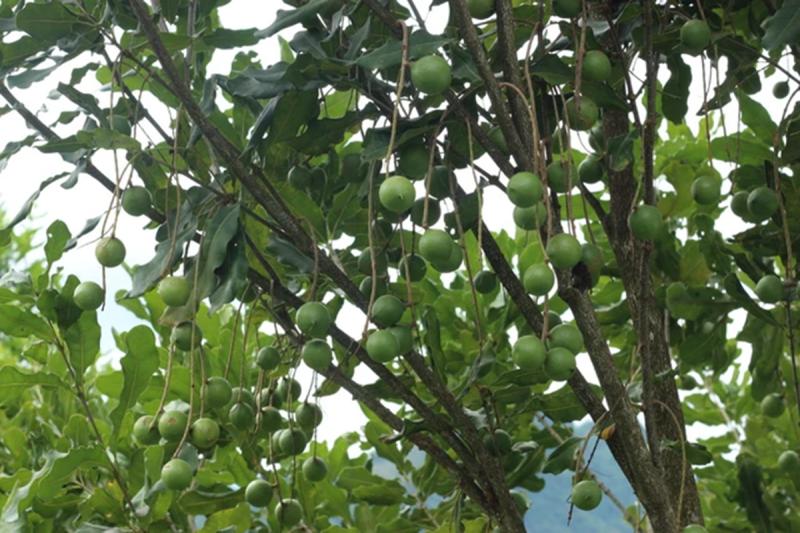 Loại hạt “giá trên trời” khiến thế giới săn lùng, Việt Nam lại có sẵn- Ảnh 3.