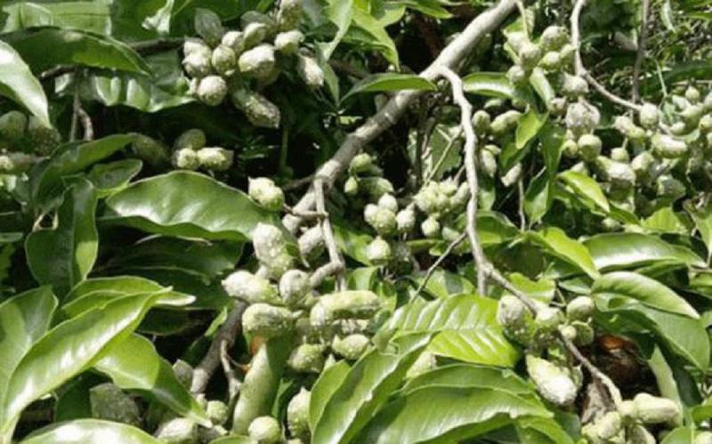 Loại hạt xưa rụng "thối gốc" không ai nhặt, nay giá tiền triệu/kg- Ảnh 1.