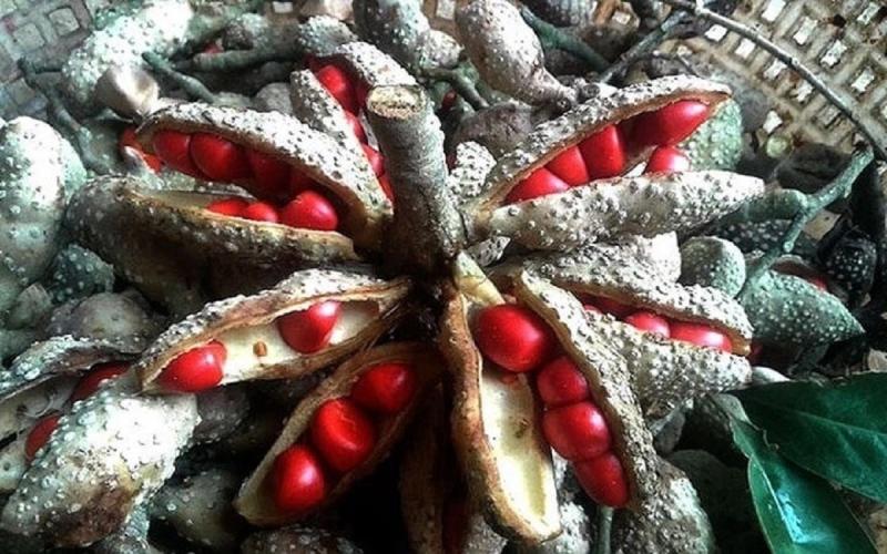 Loại hạt xưa rụng "thối gốc" không ai nhặt, nay giá tiền triệu/kg- Ảnh 2.