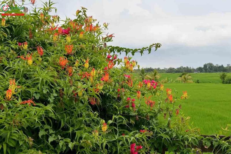 Loài hoa đẹp kỳ lạ mọc đầy ở Việt Nam: Vườn Quốc gia đưa cảnh báo tuyệt đối không được sờ hay hái- Ảnh 2.