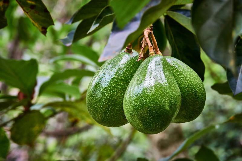 Loại quả được công nhận là “trái cây giàu năng lượng nhất thế giới”: Ngừa bệnh tật, có đầy ở Việt Nam- Ảnh 2.
