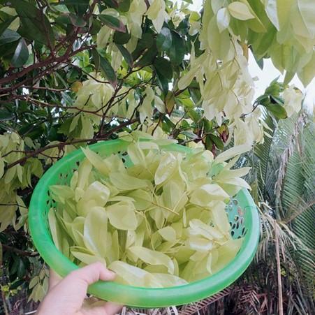 Loại lá dân dã bị quên lãng, nay khiến thực khách săn lùng vì vị ngon "lạ thường"- Ảnh 1.