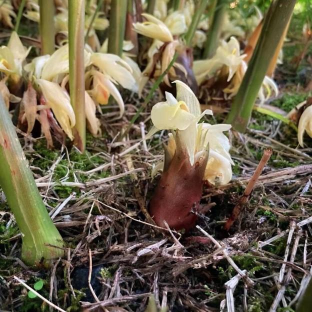 Loại rau mọc hoang ở rừng nhưng được coi là "nhân sâm châu Á"- Ảnh 3.
