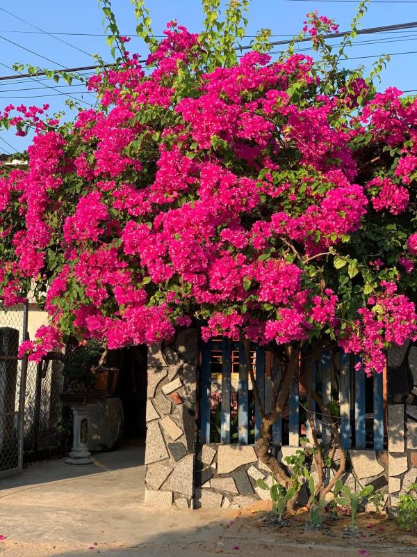 Rời Hà Nội về làng chài Phú Yên, cô gái 25 tuổi biến nhà thuê 2,1 triệu thành tổ ấm đẹp hơn cả resort- Ảnh 8.