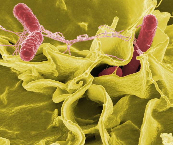 Vi khuẩn Salmonella gây ngộ độc thực phẩm nguy hiểm thế nào?- Ảnh 1.