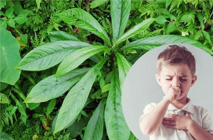 Công dụng không ngờ từ loại lá là gia vị phổ biến trong bếp người Việt- Ảnh 5.