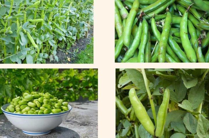 Loại hạt như 'viên bổ não', ngon hơn thịt, tốt hơn trứng, đi chợ thấy nhớ mua- Ảnh 1.