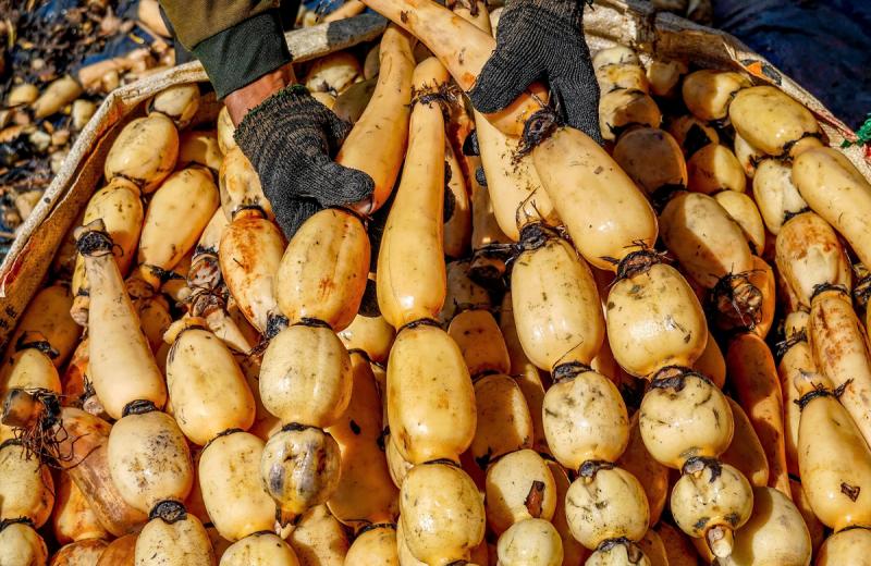 2 loại củ ví như "nhân sâm người nghèo", nhất cái số 1 ngoài chợ đầy ít ai hay- Ảnh 2.