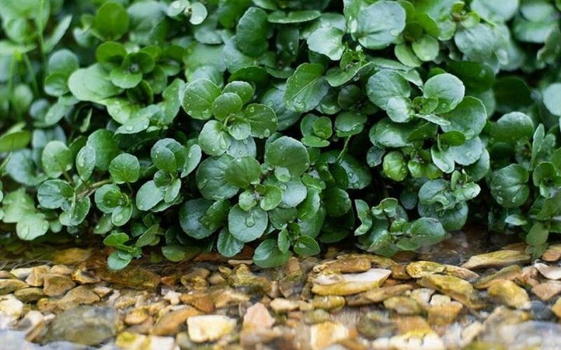 2 loại rau “khoái khẩu” mùa lạnh dễ thành ổ sán, đặc biệt là loại đứng đầu danh sách- Ảnh 2.