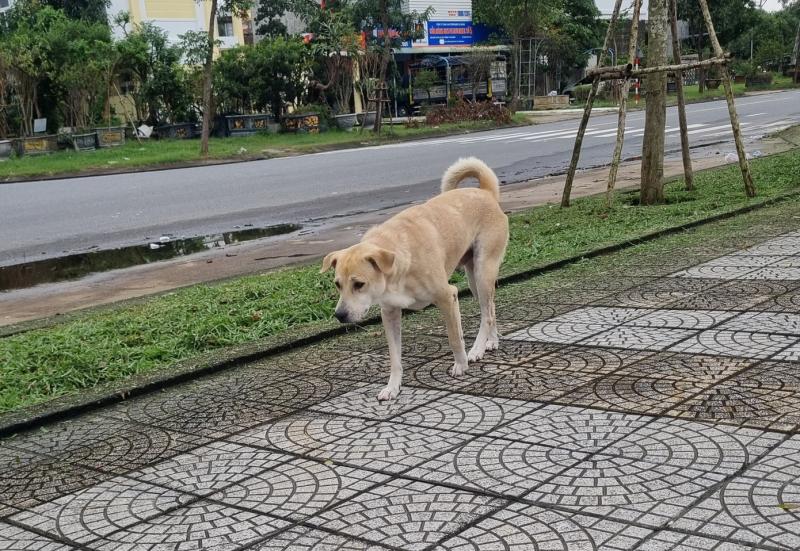 Chó nghi dại cắn bé 1 tuổi ở Đà Nẵng rồi bỏ nhà đi, cả làng cảnh giác- Ảnh 1.