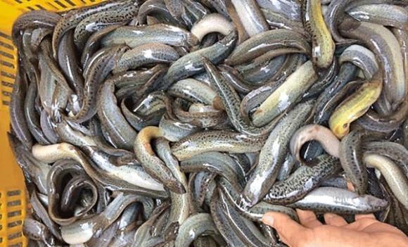 Loại cá được ví như "nhân sâm dưới nước", xuất hiện trong nhiều bài thuốc Đông y- Ảnh 1.