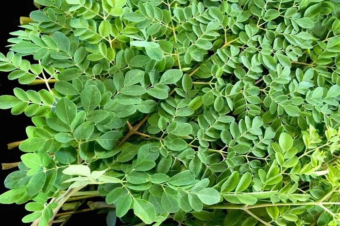 "Đặc sản xanh" từ cây dại mọc bờ bụi, được săn lùng bởi hương vị và giá trị dinh dưỡng cao- Ảnh 1.