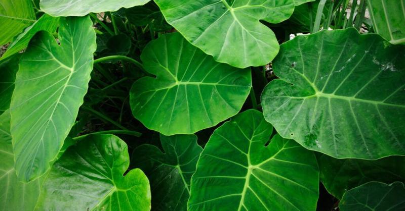 Bất ngờ với loại củ bình dân nhưng kali vượt trội: Ăn cách ngày giúp người lớn tuổi ‘đi lại nhẹ tênh’, gan khỏe mạnh- Ảnh 4.