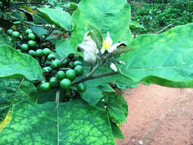 Loại quả mọc dại có vị đắng đặc trưng nay thành đặc sản, đặc biệt ngon khi nấu cùng thịt ba chỉ- Ảnh 1.