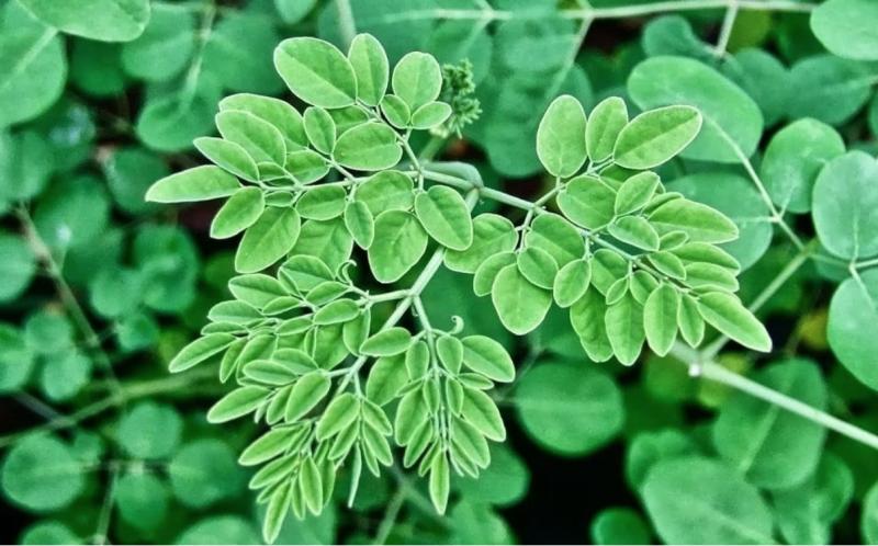 Loại rau mọc dại ở Việt Nam: Canxi gấp 4 lần sữa, hạ đường huyết, tốt cho gan- Ảnh 1.