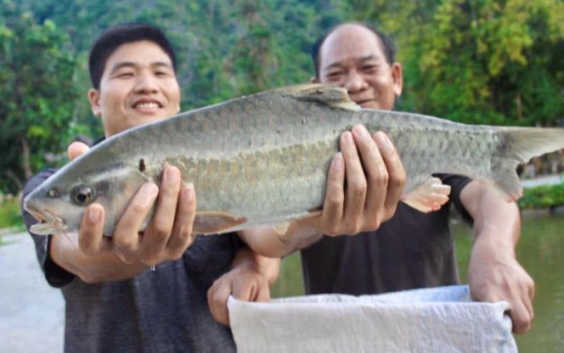 Loại cá thịt ngọt như mì chính, không tanh, là “ngũ quý hà thủy”: Dân sành nhìn thấy ngoài chợ tranh nhau mua- Ảnh 1.