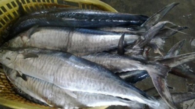 10 loại cá "ngậm" thủy ngân hàng top: Thủ phạm "phá thận", suy giảm trí tuệ nhưng nhiều người Việt rất mê- Ảnh 3.