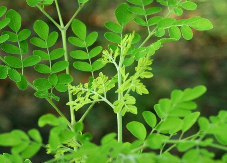 "Đặc sản xanh" từ cây dại mọc bờ bụi, được săn lùng bởi hương vị và giá trị dinh dưỡng cao- Ảnh 3.