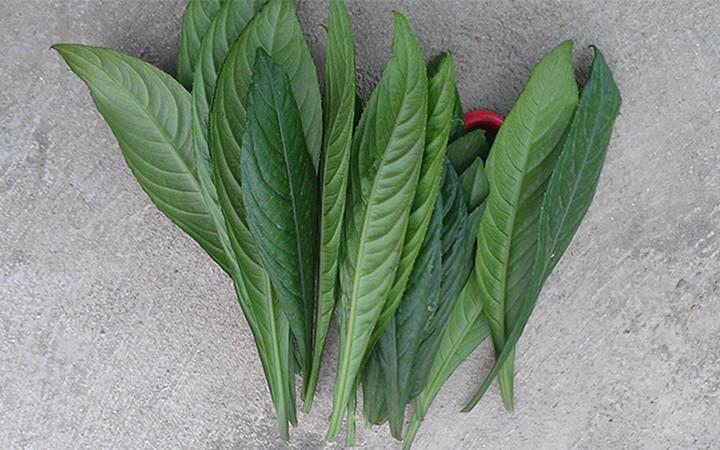 Uống nước lá này hàng ngày vừa rẻ lại đỡ đau xương khớp- Ảnh 1.