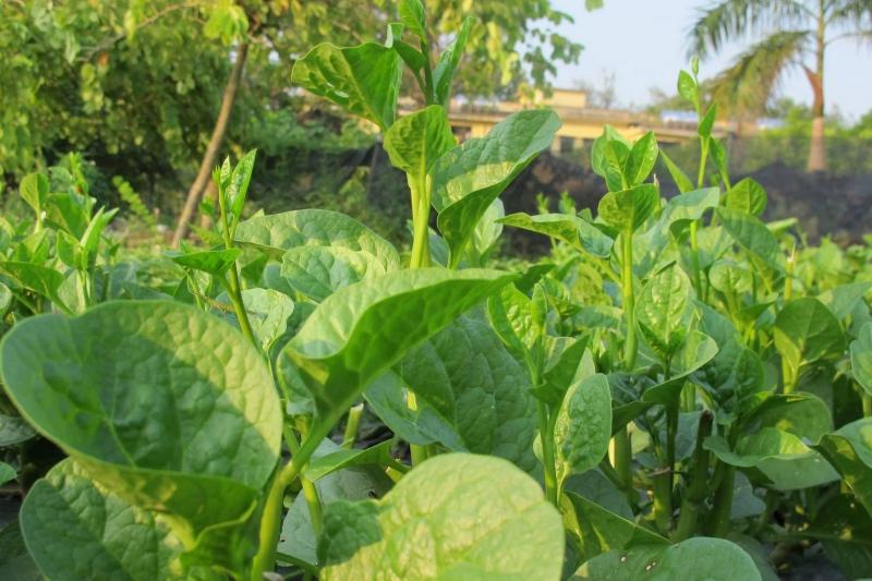 Việt Nam có loại rau người Trung Quốc coi như “báu vật”: Cực tốt cho nam giới nhưng hay bị chê- Ảnh 1.