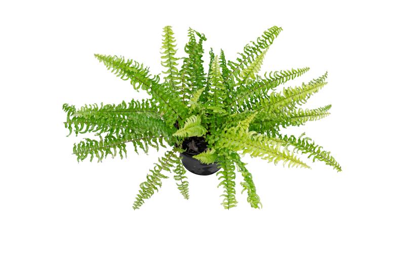 Cây trong nhà và sức khỏe hô hấp- Ảnh 5. Cây trong nhà và sức khỏe hô hấp- Ảnh 5.