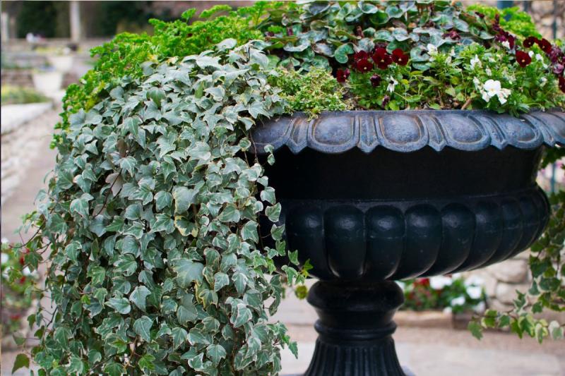 Loại cây là “thỏi nam châm” hút rắn tới nhà, ai đang trồng phải thật cảnh giác- Ảnh 3.