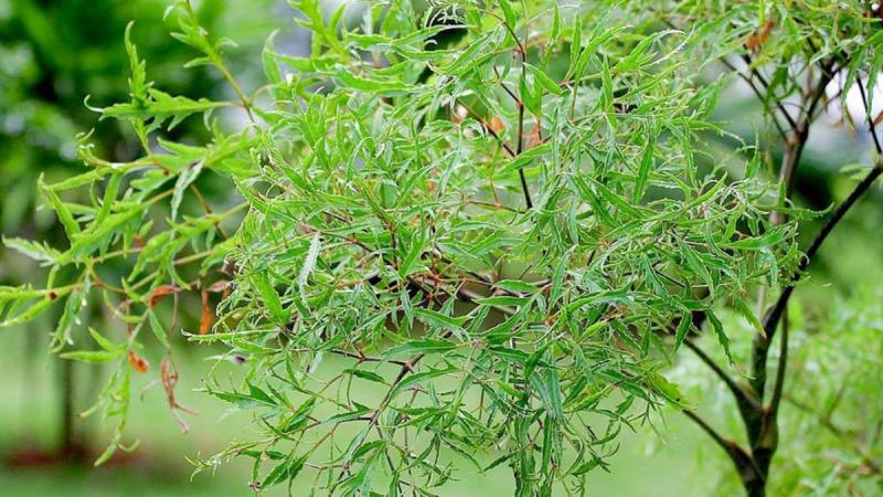 Nâng tầm món cá kho bằng cách thêm 1 loại lá mọc đầy góc vườn nhưng "bổ như sâm"- Ảnh 1.