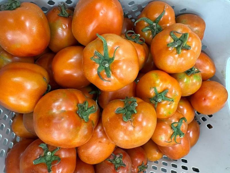 Thứ quả từng "rẻ như cho" nay khiến người mua choáng váng vì giá đắt đỏ- Ảnh 2.