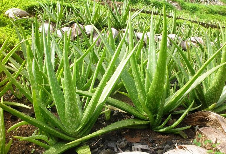 Không phải ngẫu nhiên 10 nhà khá giả thì 9 nhà đặt cây ở phòng khách: 5 loại cây mang tới vượng khí, tốt cho sức khỏe- Ảnh 5.
