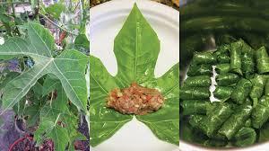 Việt Nam có loại rau cực bổ dưỡng, được giới khoa học khen ngợi hết lời: Tiếc là ít người biết để ăn- Ảnh 4.