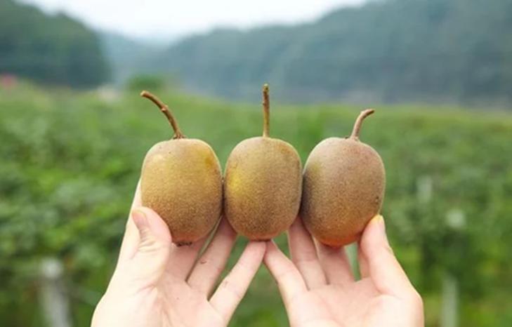 5 loại quả là 