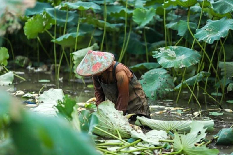 3 loại rau "nhiều ký sinh trùng nhất chợ" mùa này, thơm ngon, đói bụng mấy cũng chờ chín hẵng ăn- Ảnh 2.
