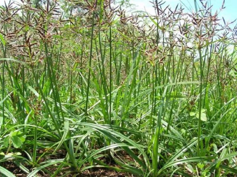 Loại cây "kẻ thù nhà nông" mọc um tùm sau mưa không ngờ có giá 350.000 đồng/kg- Ảnh 2.