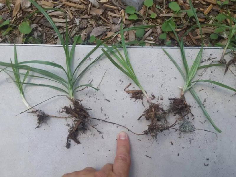 Loại cây "kẻ thù nhà nông" mọc um tùm sau mưa không ngờ có giá 350.000 đồng/kg- Ảnh 1.