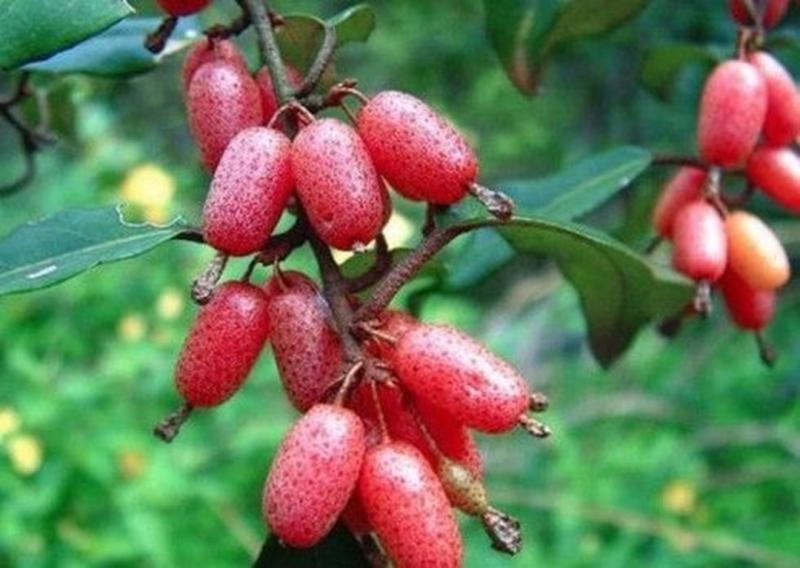 Loại cây quen thuộc ở Việt Nam, giá rẻ như cho nhưng ra nước ngoài có giá tới 3,5 triệu đồng/cây- Ảnh 1.