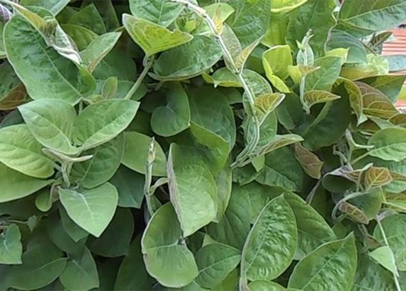 Loại rau ít "ngậm" thuốc trừ sâu nhất chợ, đầu bảng ở quê mọc um tùm bờ rào- Ảnh 1.